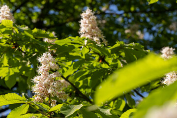a flowering chestnut tree in spring