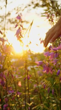 Close-up of a woman running her hand over bellflowers at golden hour. Fingers touch blue bells at sunset, vertical shot