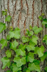 A Plant Growing Against A Tree