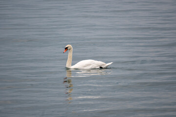 Panorama of town of Vevey and Lake Geneva,  Switzerland