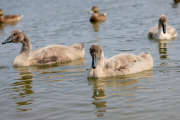 young swans in gray down swim on the lake