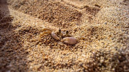 Close-up of a small ghost crab emerging from sand on a colombian beach