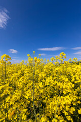 Obraz premium beautiful yellow rapeseed flowers in sunny weather