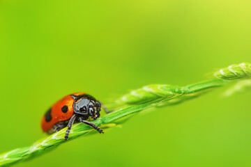 Ladybug is sitting on the grass. Fine focus line on insect and blurred natural green background.
