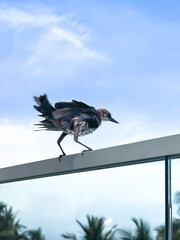 A bird with dark feathers and light markings, perched on a glass railing, appears ready to take flight. The scene is set against a bright blue sky and palm trees in the background.
