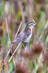 Sedge Warbler (Acrocephalus schoenobaenus) Spotted in Turvey Nature Reserve, Dublin, Ireland