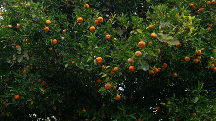 Fresh mandarin hanging on a tree in a natural setting