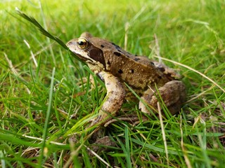 Une grenouille des champs dans une pelouse 