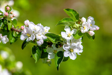 Fototapeta premium appletree blossom branch in the garden in spring 