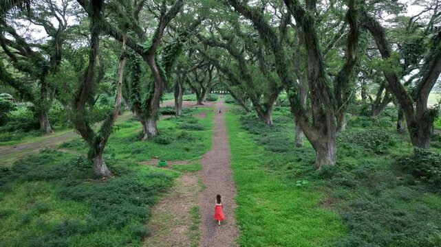 Aerial video of Girl in orange dress wandering through mystical forest on East-Java, indonesia