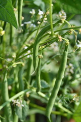 Green Bean Plant