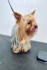 close to the black grooming table is a Yorkshire Terrier dog before a haircut, with long hair on the face and body. Pet care. grooming salon