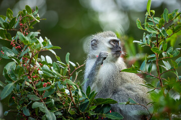Vervet monkey eating berries in a tree
