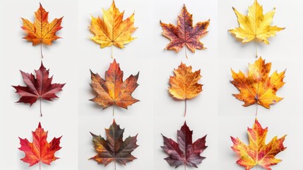 A collection of autumn maple leaves in various colors, ideal for seasonal decoration or as a background image.