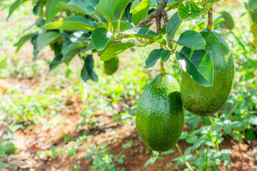 Choquette variety avocados (Persea americana) on the tree branch.