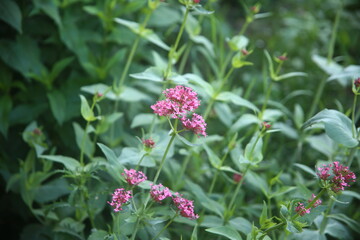 pink and purple flowers