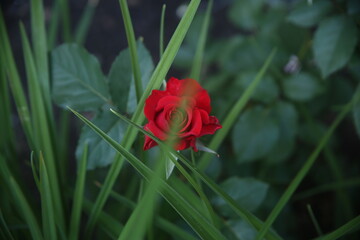 pretty red rose in garden