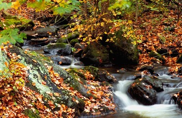 A Beautiful Autumn Stream