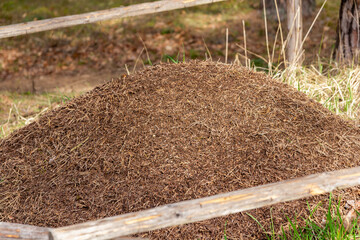A close-up of a big anthill in the forest