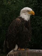 eagle