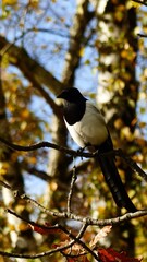 bird in tree