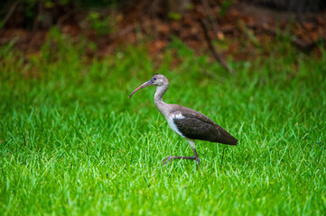 Ibis walking through tall grass