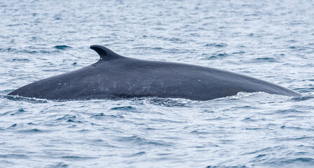 Fototapeta premium Fin Whale off San Diego