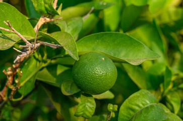 fresh green oranges on tree