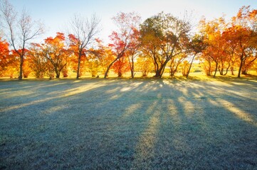 Autumn Trees