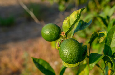 Green oranges grow on a shady tree