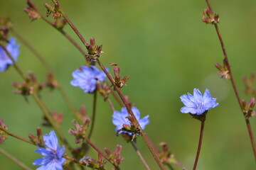 A close-up photo of a blue chicory flower