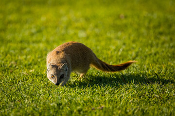 Yellow mongoose foraging for food