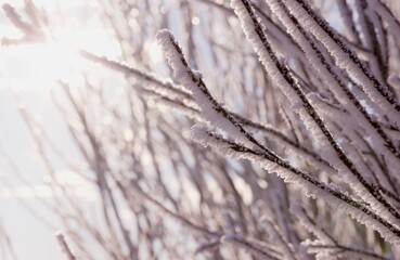 Closeup Of Hoarfrost