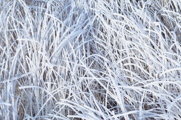 Hoarfrost On Grass