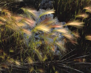 Foxtail Barley Grass