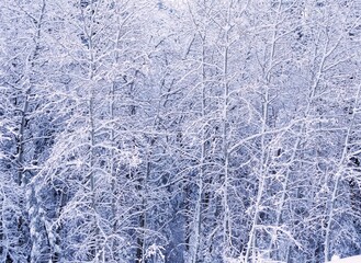 Aspen Tree Forest