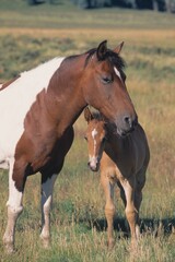 Obraz premium Mare Guarding Her Foal