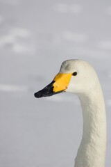 Obraz premium Portrait Of A Whooper Swan