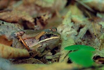 Close Up Of Wood Frog