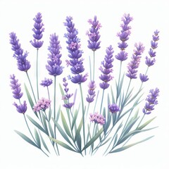 Naklejka premium lavender flat watercolor illustration on white background 