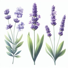 Fototapeta premium lavender flat watercolor illustration on white background 