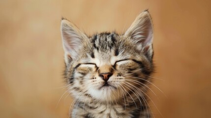 Naklejka premium Explore funny cat emojis to display pet affection and express feelings