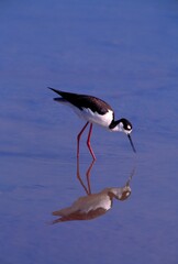 Obraz premium Black-Necked Stilt Bird Foraging In Water