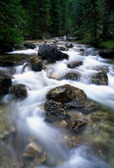 Fototapeta premium Water Moving Through Forest Creek