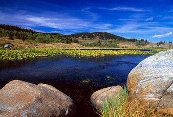 Boulders On Lily Pond, Beartooth Mountains