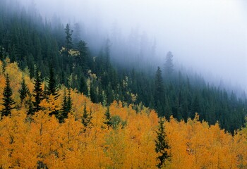 Autumn Colors In Mountain Fog