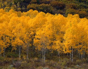 Quaking Aspen Trees, Autumn
