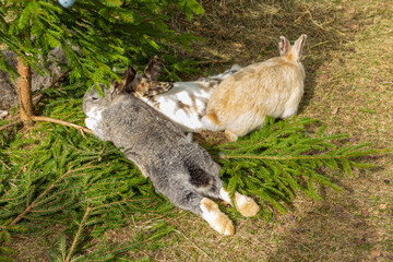 Three bunnies laying down in the sun