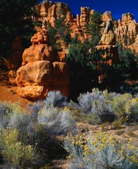 Colorful Hoodoo Rock Formations, Red Canyon, Bryce Canyon National Park