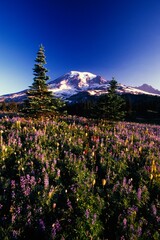 Obraz premium Flowers Blooming, Paradise Park Valley Slope, Mount Rainier National Park